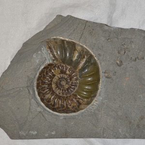 Ammonite Fossil
